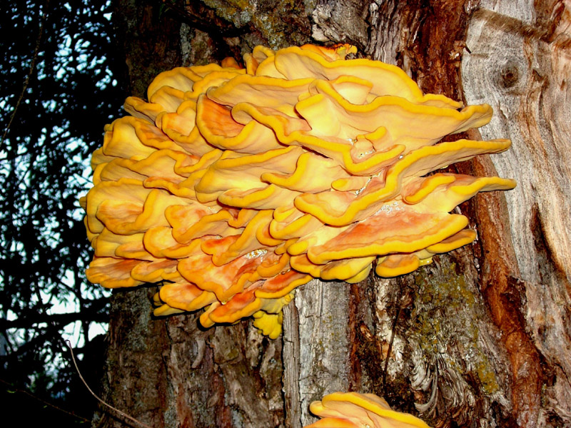 fungo euganeo 16 (Laetiporus sulphureus)